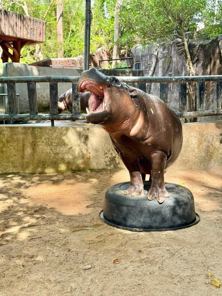 ตุบตับดีจริงๆ 555 #hippo #PygmyHippo #ขาหมูแอนด์เดอะแก๊ง #หมูเด้งเด้งกี่โมง #Moodeng #พี่ขาหมู #สวนสัตว์เปิดเขาเขียว