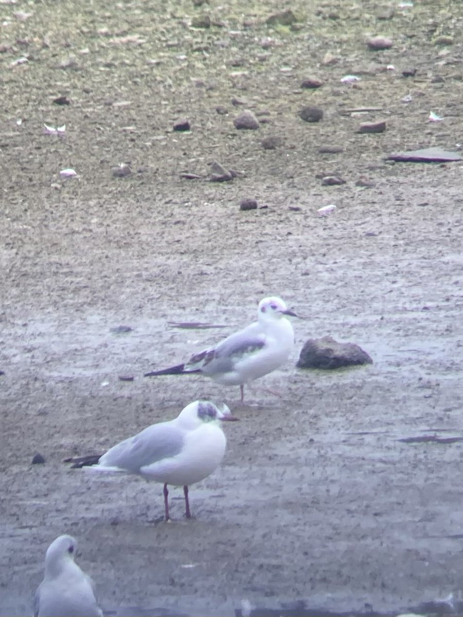 Mark Bailey tweet media