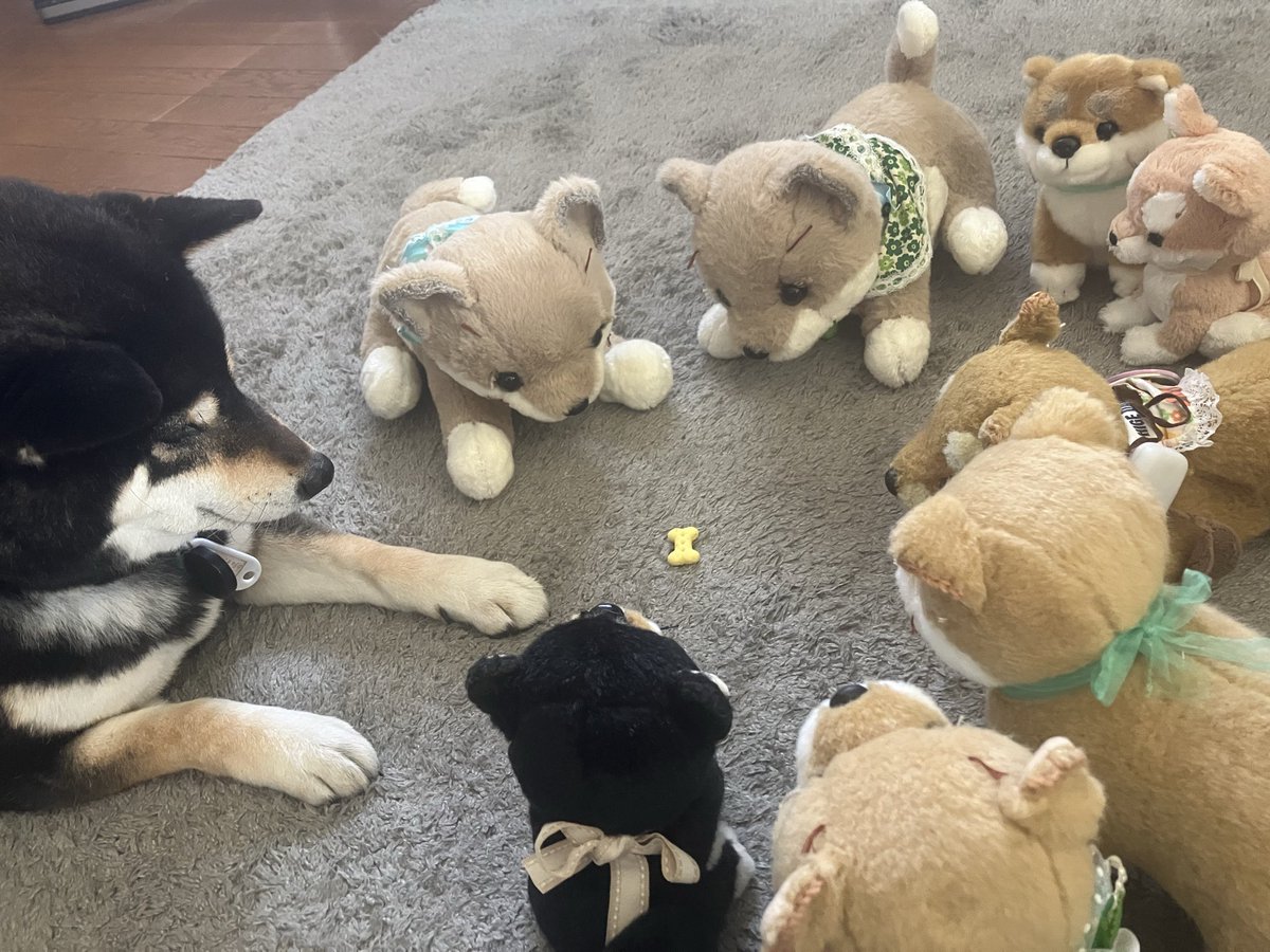 PainMico's tweet photo. 犬たちのおやつタイム

#ぬいぐるみは大事な家族
#ぬいぐるみは癒し https://t.co/A3Mr5gF03G