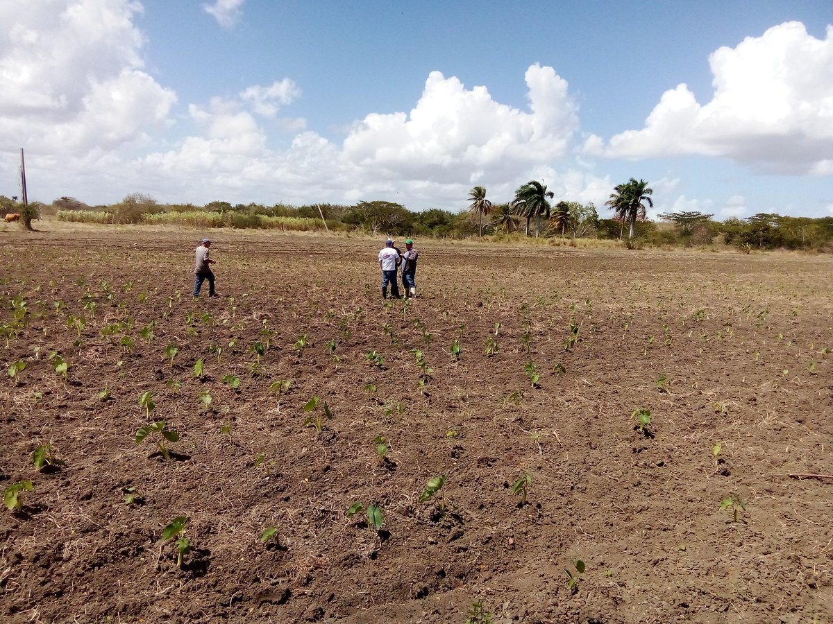 Anelys Ramírez González tweet media