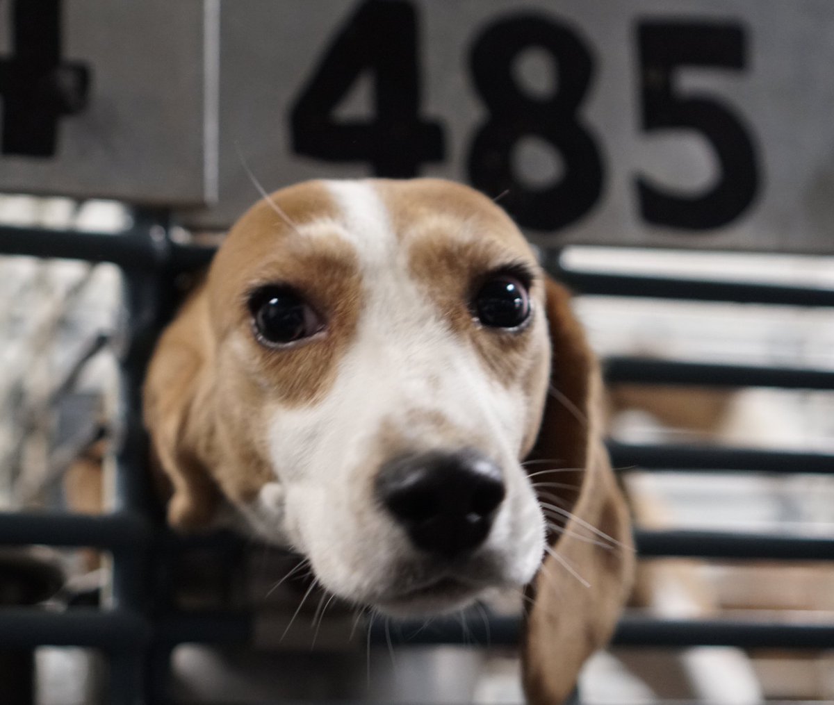 This is a pup I saw at Ridglan Farms, desperately trying to escape her cage. Dogs like her are surgically mutilated at Ridglan Farms; even the govt admits this is felony animal abuse.

In the UK, they are winning the right to rescue in court. Time for us to do the same.