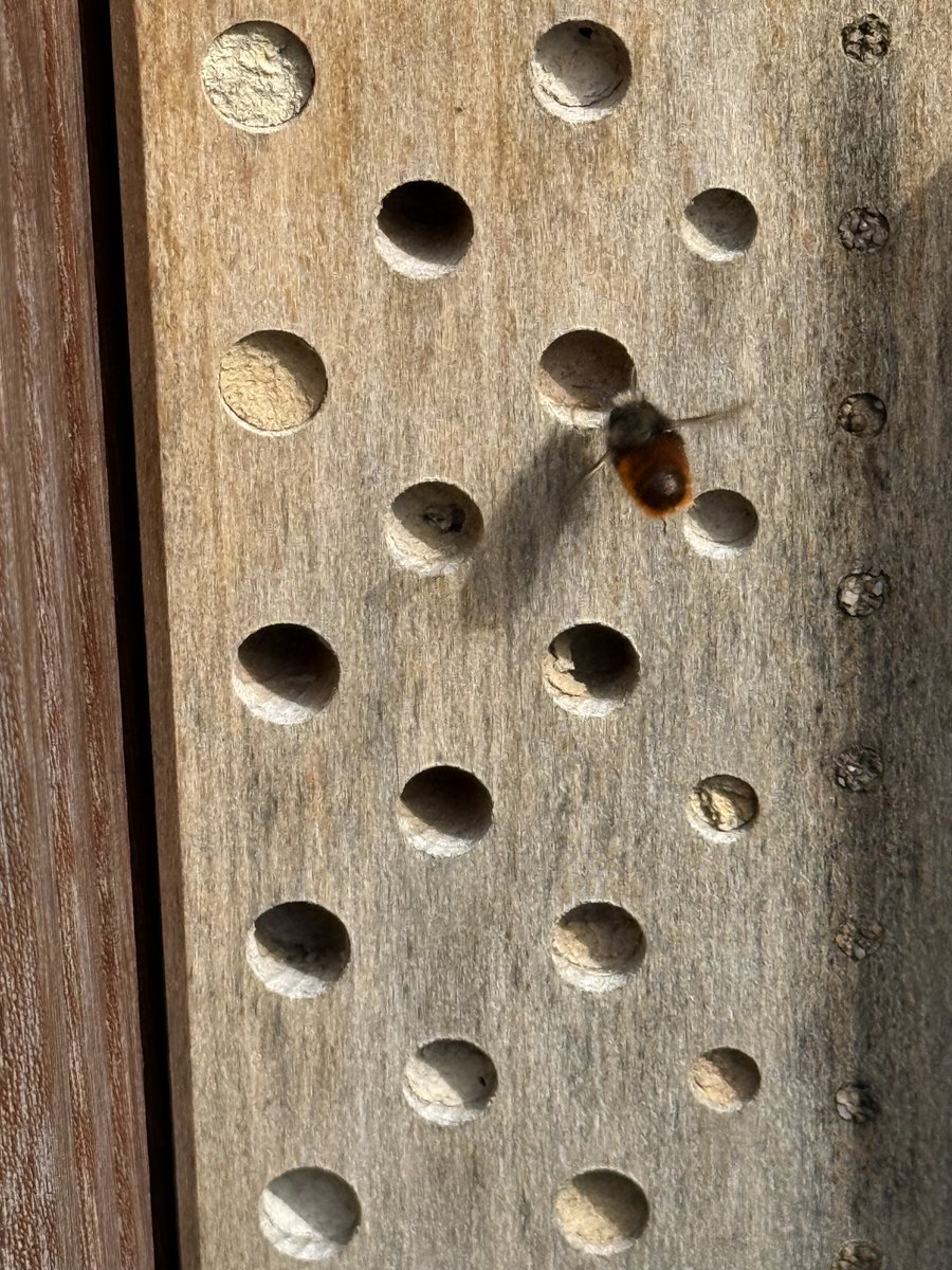 Mauerbienen Männchen warten auf die Weibchen