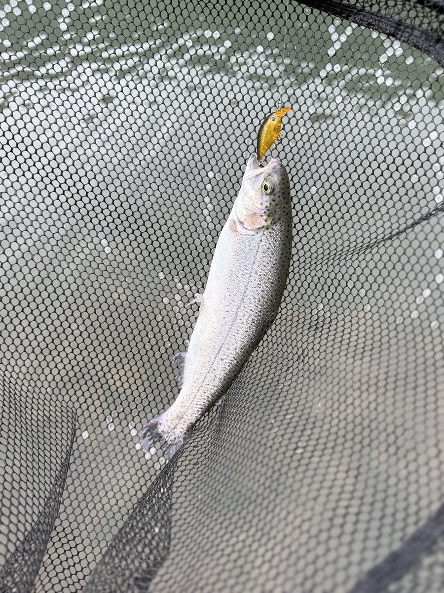 H.K/DLIVEな人 tweet media