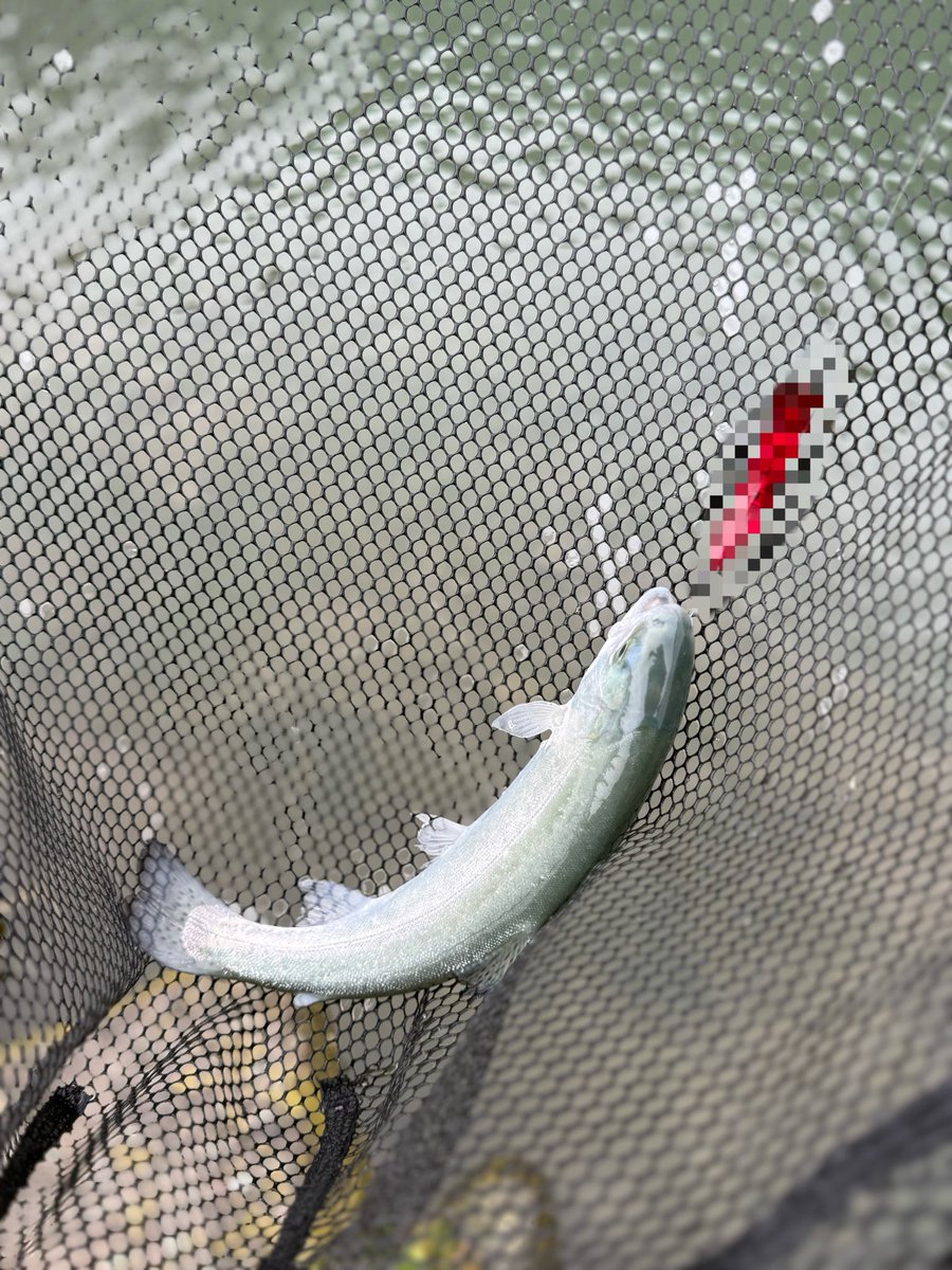 H.K/DLIVEな人 tweet media