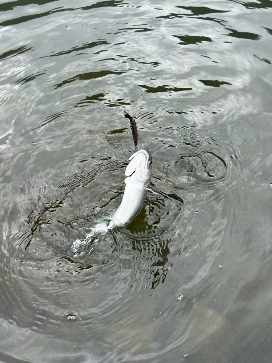 H.K/DLIVEな人 tweet media