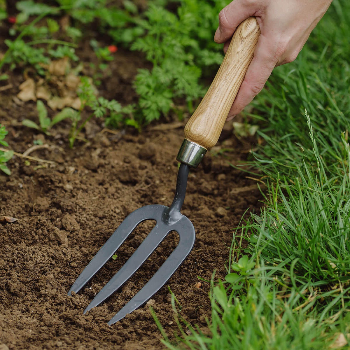 jinyuan80911's tweet image. 🌱 Stainless Steel Garden Fork with wooden handle.
Durable, ergonomic and perfect for loosening soil, weeding and garden prep.

📧 Contact: info@jinyuanint.com
🌐 Website: jinyuanint.com

#jinyuantools #gardenfork #gardentools #handtools #gardeningtools