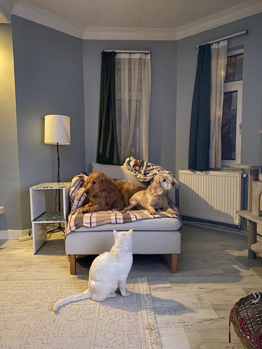 Toraman Ayısı dobarla bırakma kendini🫶🏻 tweet media