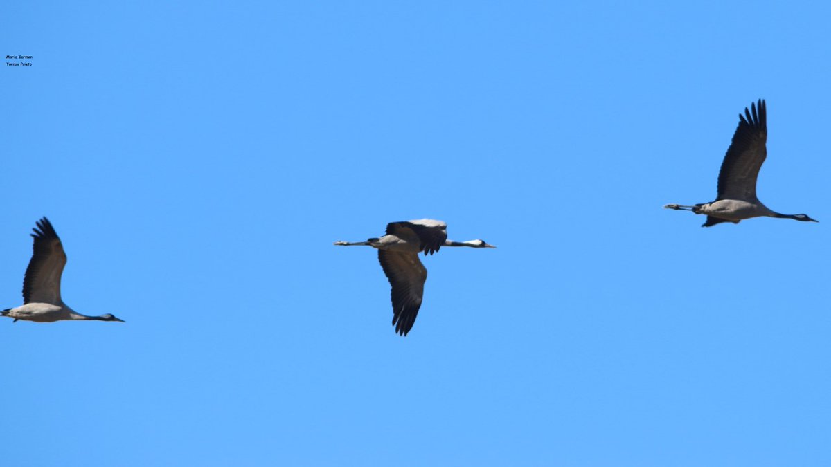 Temperatura 🌡 a las 8h  2.3°
Resumen total acumulación de agua de lluvia en marzo 72 litros.
Buen y feliz día para todos.
Martes 10 de marzo 2026
#lagunaDeGallocanta