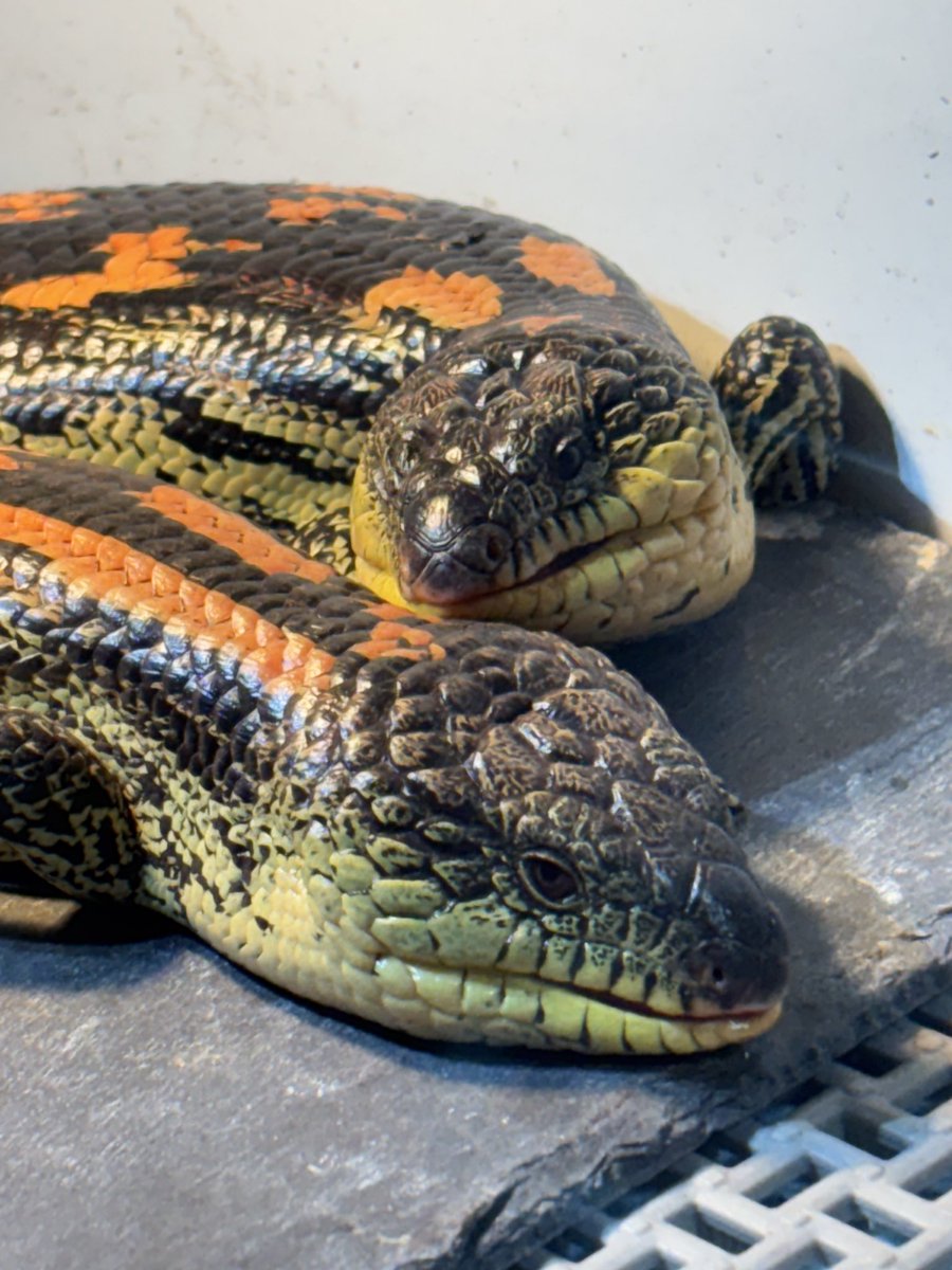 マダラアオジタトカゲ🦎
手前が♂で奥が恐らく♀。
後頭部の張り出しに差が出てきた。