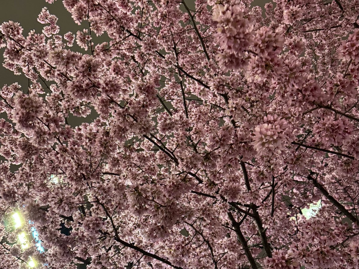 Secual｜安心をもっとカジュアルに tweet media