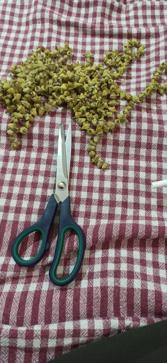 Bamya saplarını kesecem, sen olsan...