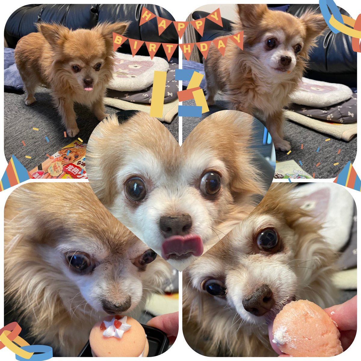 Choco3Momo6's tweet photo. ❤︎꒦꒷ 𝙷𝙰𝙿𝙿𝚈 𝙱𝙸𝚁𝚃𝙷𝙳𝙰𝚈 ꒷꒦❤︎
チョコちゃん🎂13歳🐶
傍に居てくれてありがとう💕
好きな物いっぱい食べて、ゆっくりゆっくり過ごしてね🍀
 #チワワ  #犬好きさんと繋がりたい   #チワワ党  #誕生日 https://t.co/2qlIKQGJpo