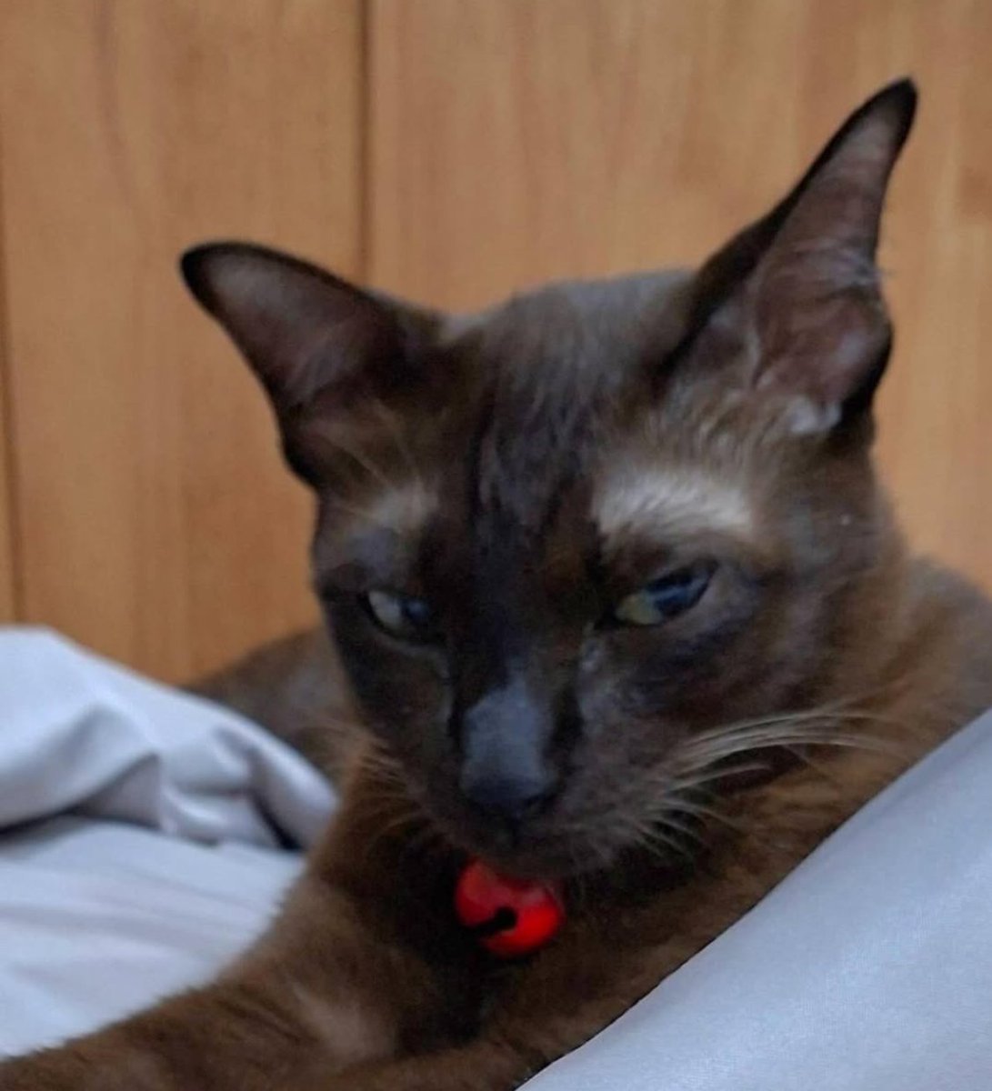 Shine-sun tweet media