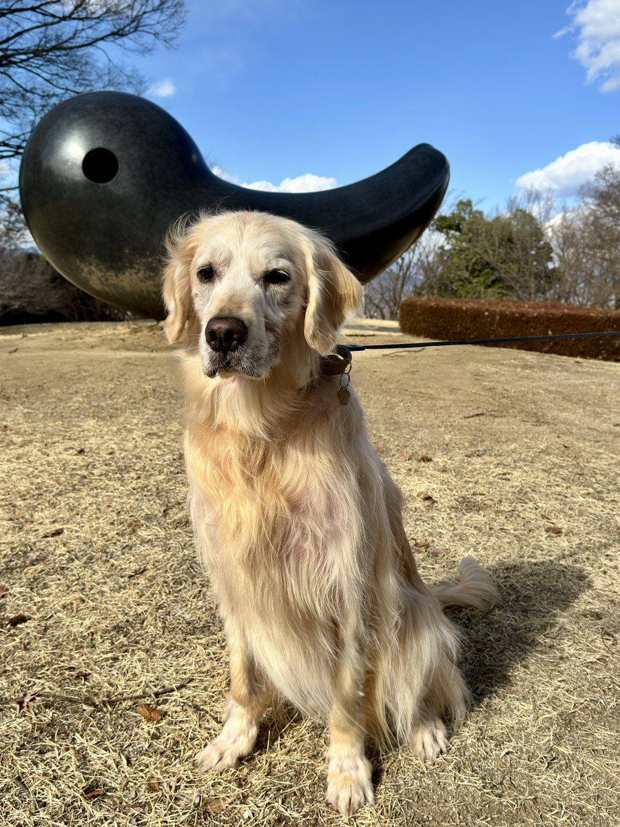 ワトソン ∪•ᴥ•∪ ゴールデンレトリバー tweet media