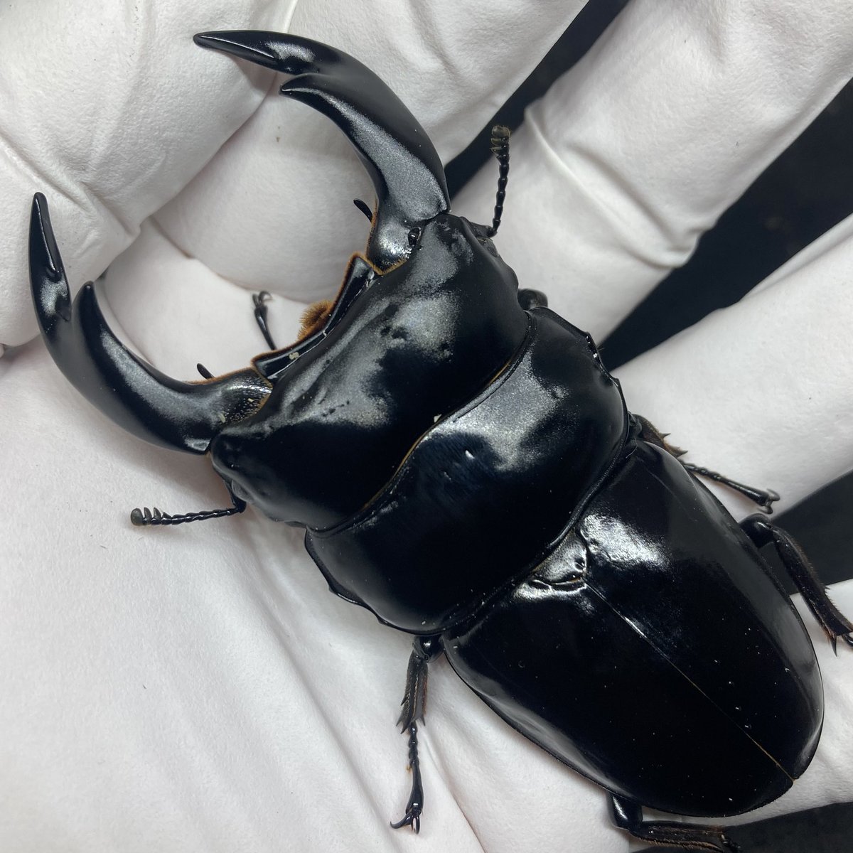 アンタエウス ネパール アンタエウスオオクワガタ ネパール・コタン 