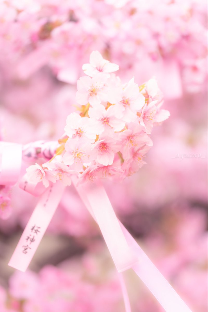 ✽ m i y u a ✽ ｲﾂﾓ ｱﾘｶﾞﾄｳ 𓂃 𓈒𓏸𑁍 tweet media