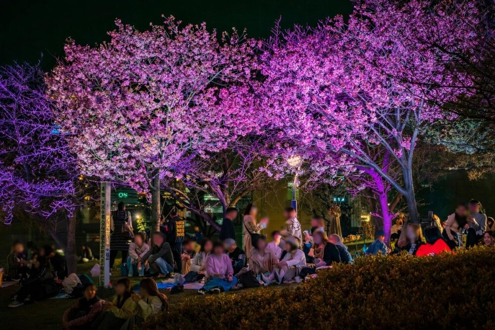 fashionpressnet's tweet photo. 大阪「扇町桜まつり」夜空と楽しむ花見イベント、“桜色ランタン”や夜桜ライトアップ - https://t.co/GfMH1oA7LE https://t.co/ueQpTkmu1J