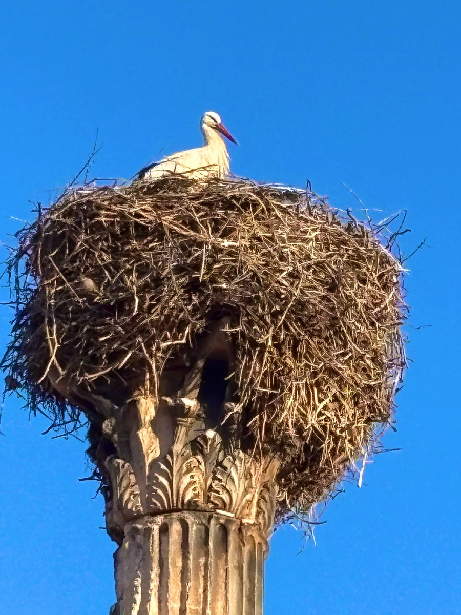 Basileos tweet media