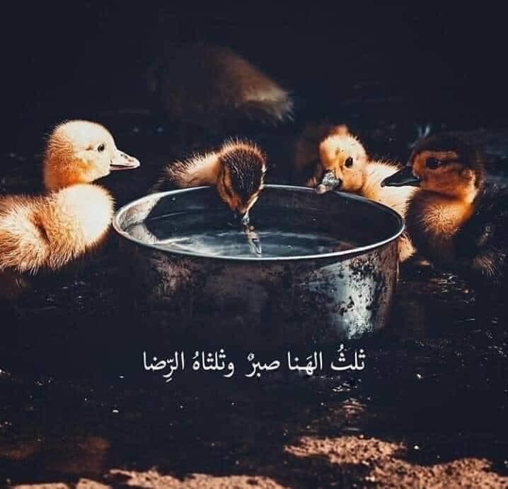 AdelAliBinAli's tweet photo. "لن يفوتك ما قسمه الله لك ، كل ما فاتك لم يكن من نصيبك".💙 https://t.co/UZ6kB1fK68
