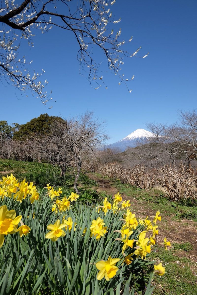 Raijin_Channel's tweet photo. 何だかのどかで良いね( ` -´ )bイイネッ✨
#静岡県富士市
#岩本山公園
#富士山
#梅の花
#水仙
#富士フィルム
#xt1 https://t.co/DjnObgaUdf