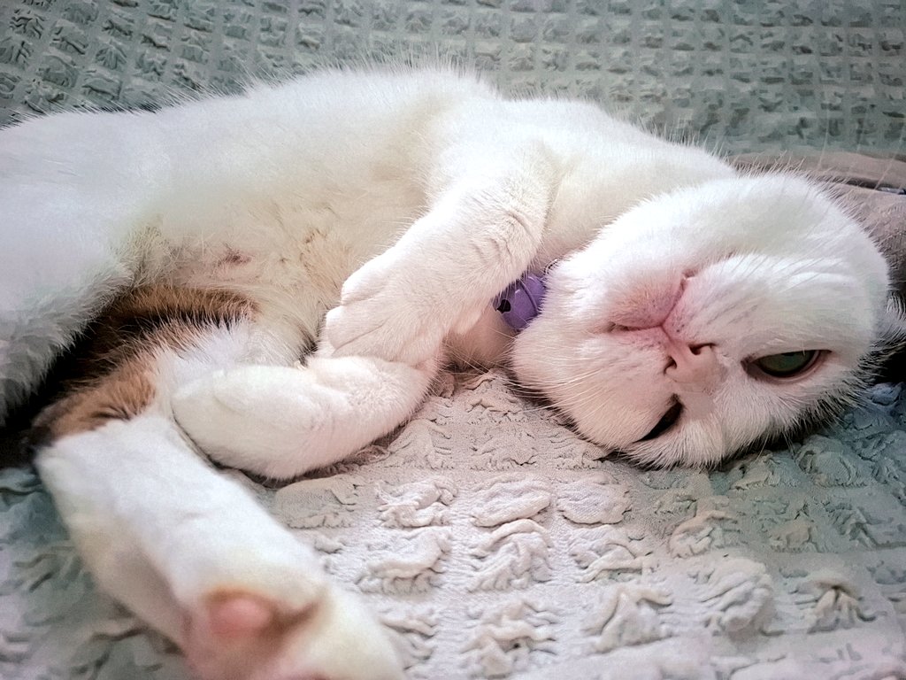 ผักคะน้าแมวกรอบ🐱 tweet media