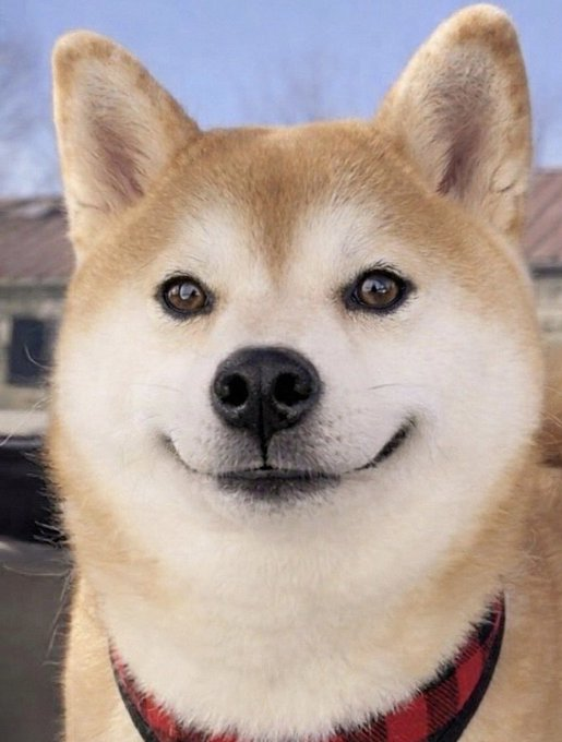 raphiwifsol tweet media