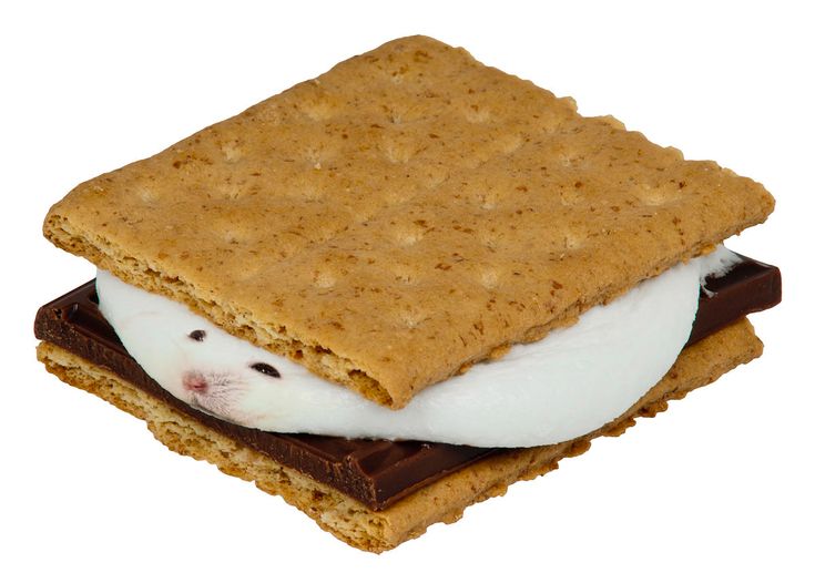 Tweets Of Hamster tweet media