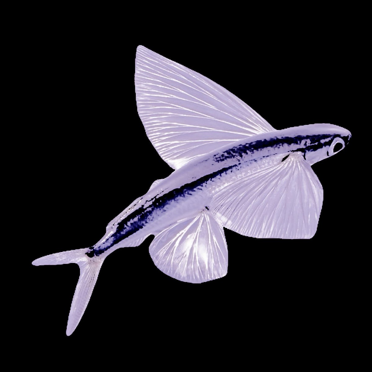 𔘓 ֹ 𝓞𝐂𝐄𝐀𝐍𝐈𝐂 𝓞𝐏𝐄𝐑𝐄𝐓𝐓𝐀𓈒 tweet media