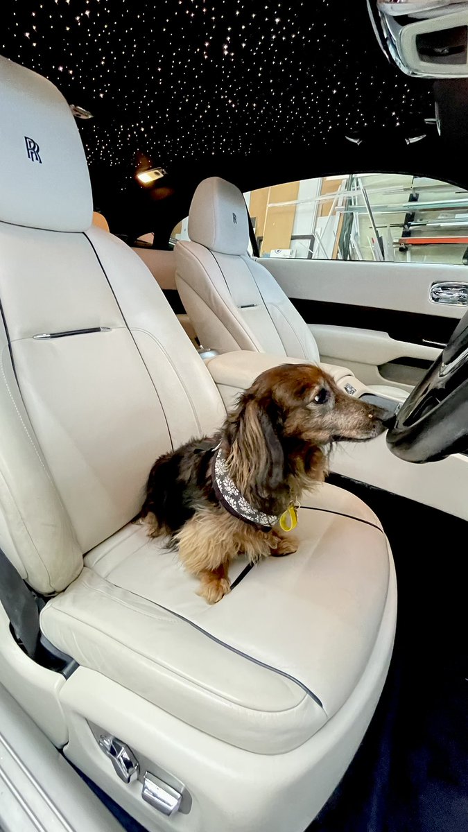 neutralee2020's tweet photo. Rosie got the opportunity to sit in a Rolls Royce this afternoon.
#RRRR 🐶👊🏻 https://t.co/AbEUkqKQtR