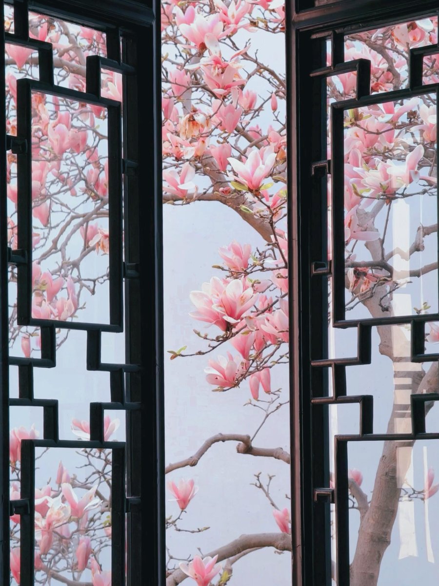 jiangsuandyou's tweet photo. Suzhou’s magnolia season is here! 📸 Wander historic lanes or classic gardens—every corner is a spring postcard. #SpringInJiangsu #SpringBlooms #FlowerLovers #NatureBeauty #VisitSuzhou #ChinaTravel @VisitSuzhou @VisitJiangsu https://t.co/O8sLwQQpXk