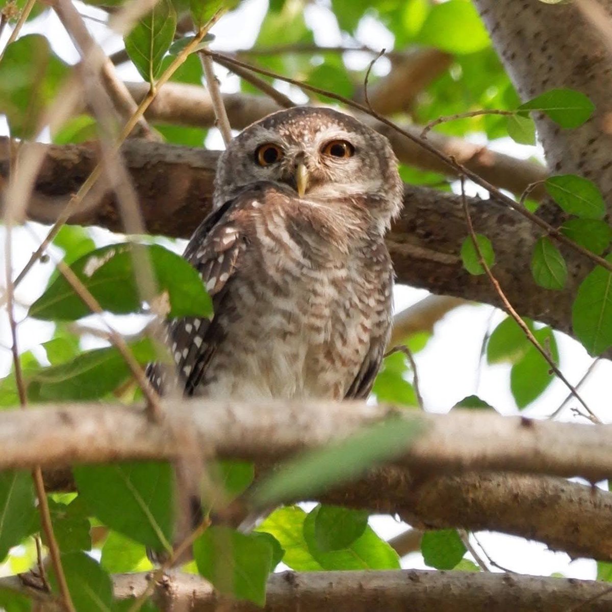 THE SENDER tweet media