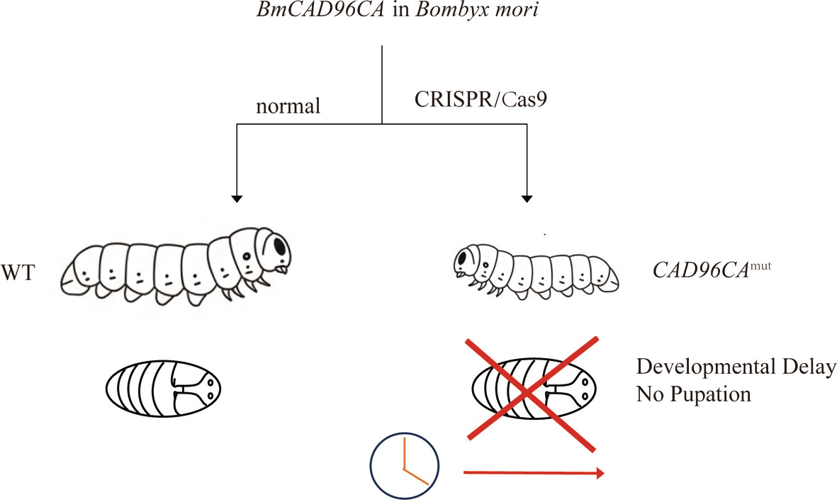 Insect Molecular Biology tweet media