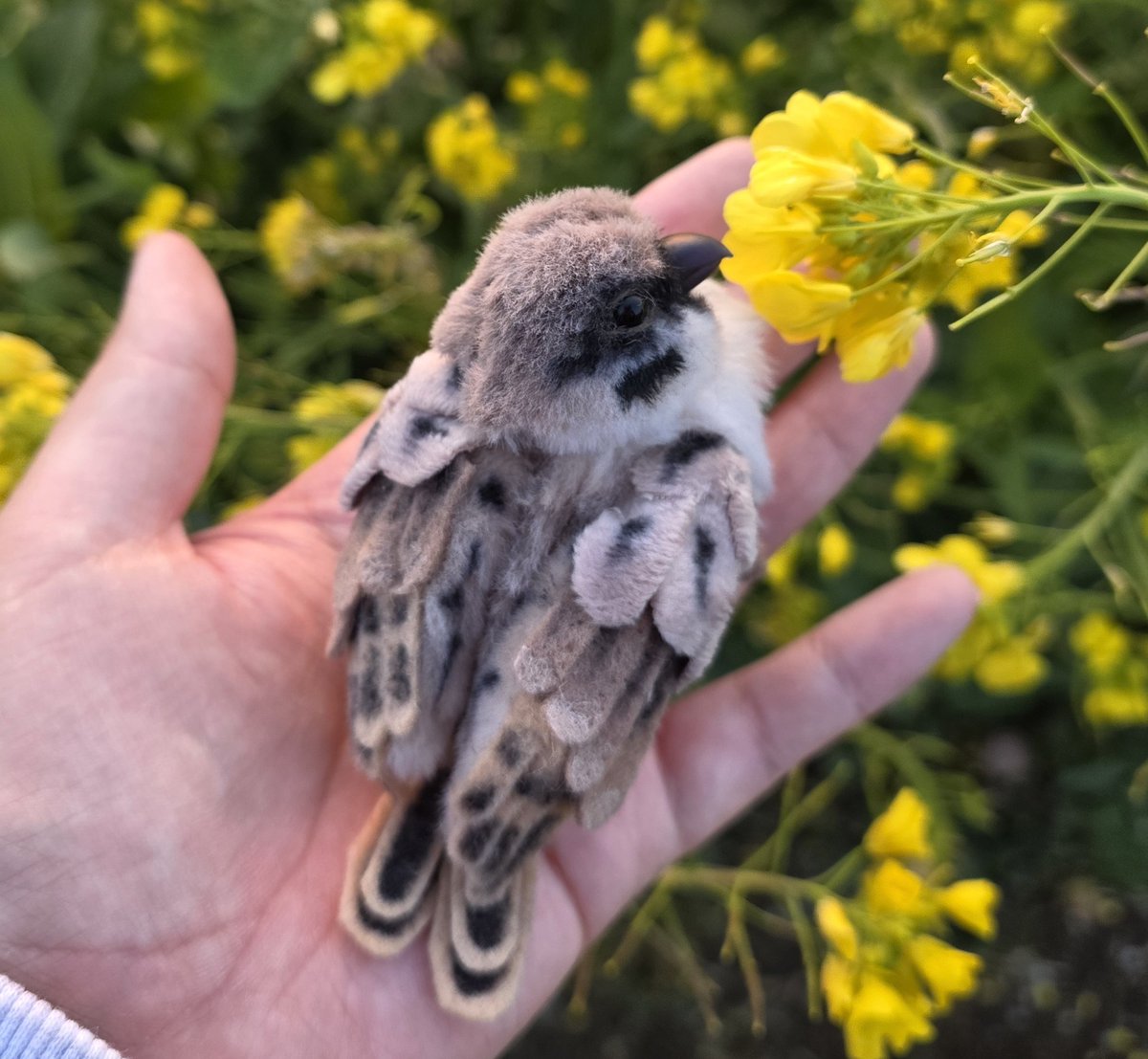 🌼🌼🌼🐤🦜🕊