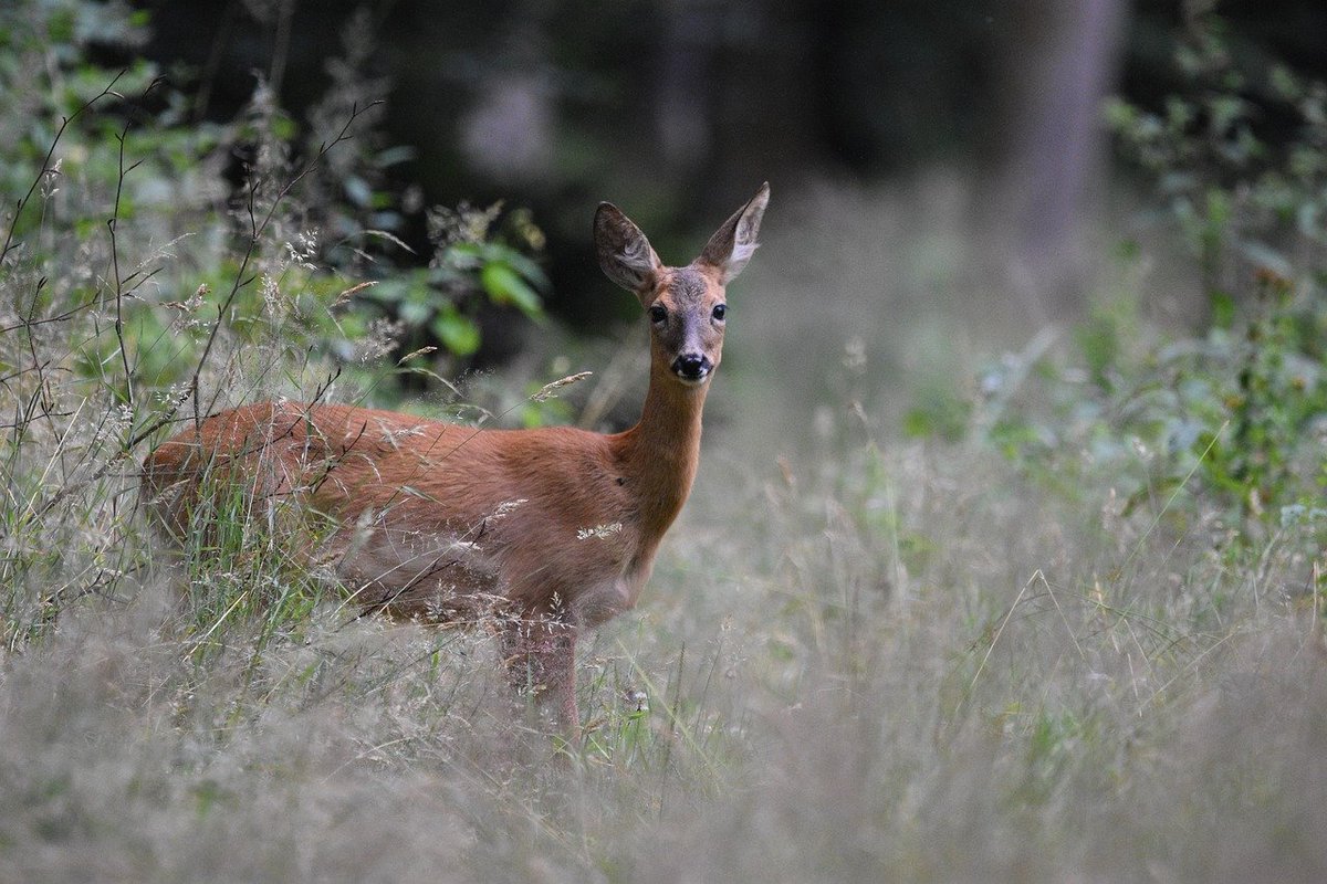 Adam🐎 tweet media