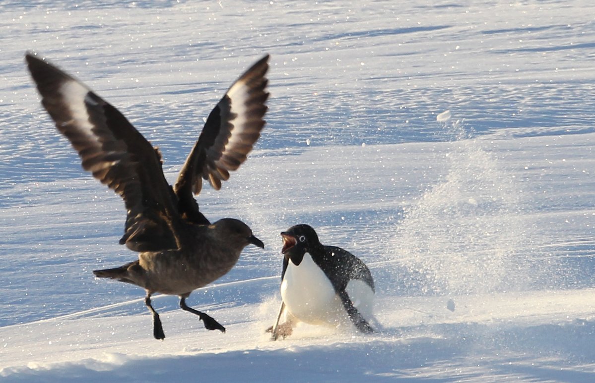 극지연구소 tweet media