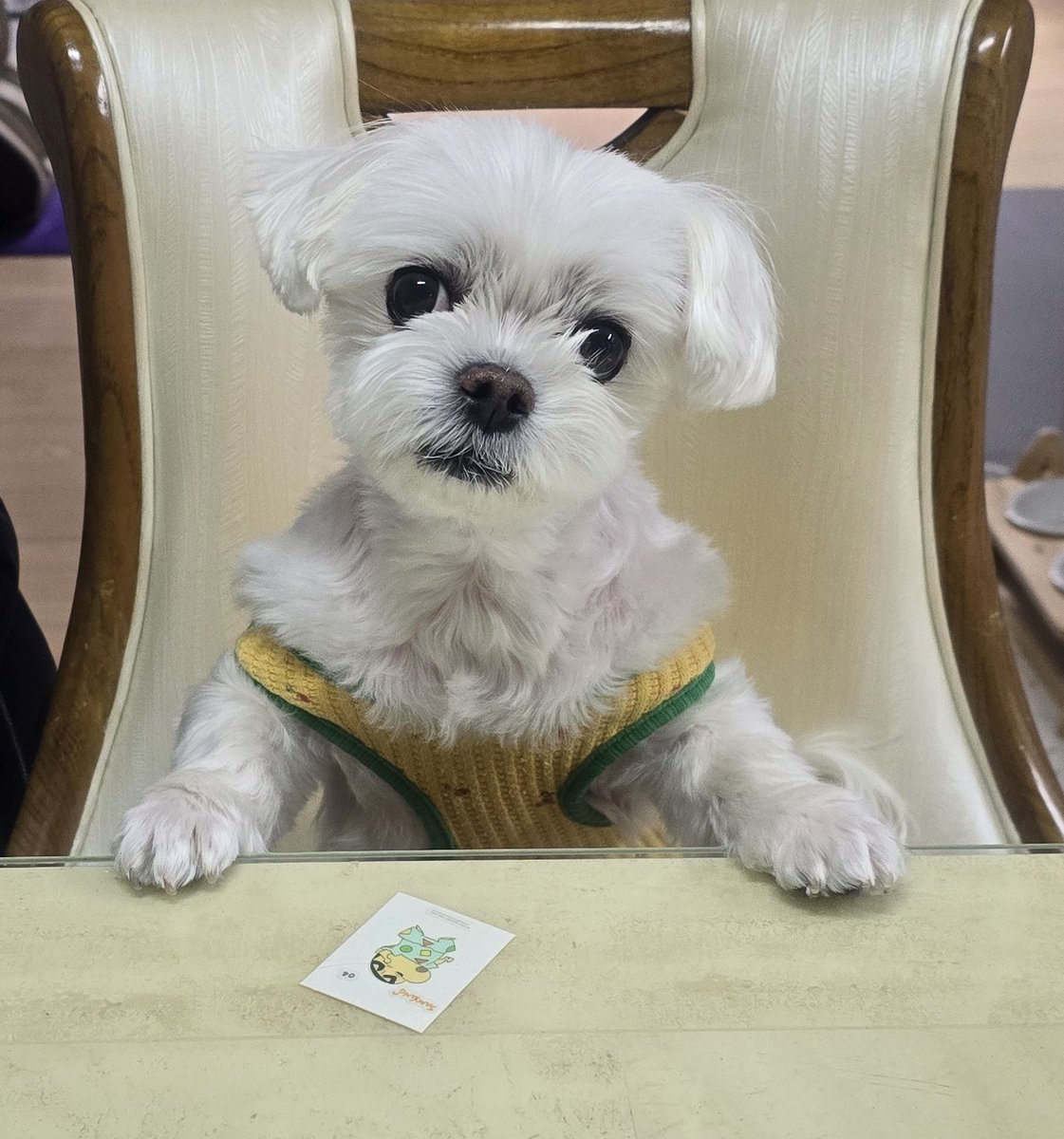 꼬미🐾니안 tweet media