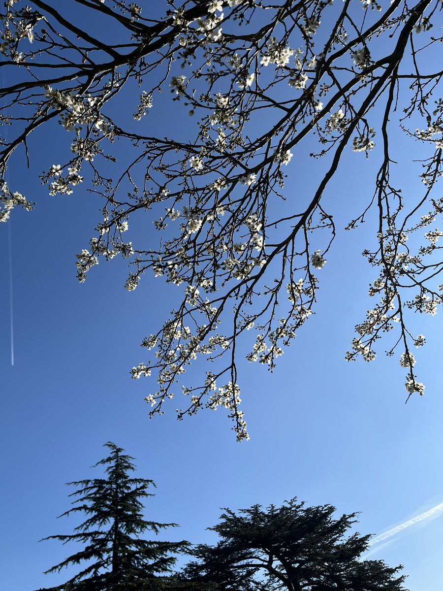 Trees for Streets tweet media