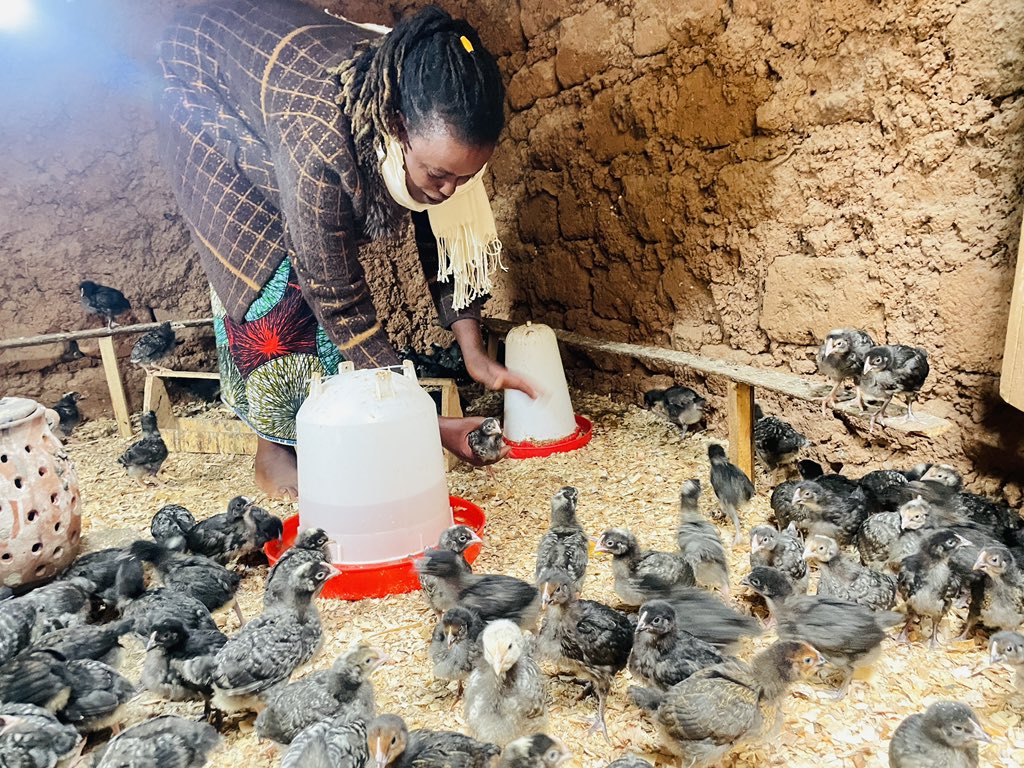 EcoAgriMedia's tweet photo. From 10 chickens to a thriving poultry business!
Meet Esther Mukamurigo from Gitwa Village, @RuhangoDistrict once a casual laborer struggling daily, now building a scalable farm thanks to the #PRISMproject.
Small start → massive impact.
1/6
Thread 👇