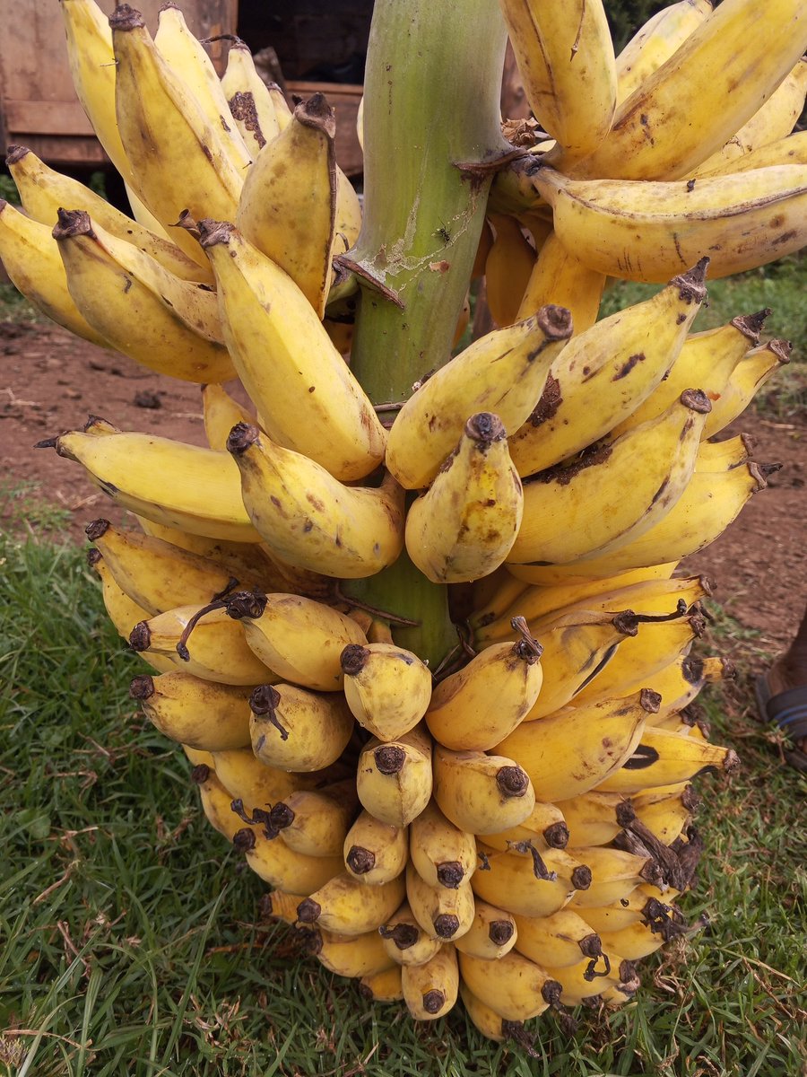 Kipngeno Arap Koech tweet media