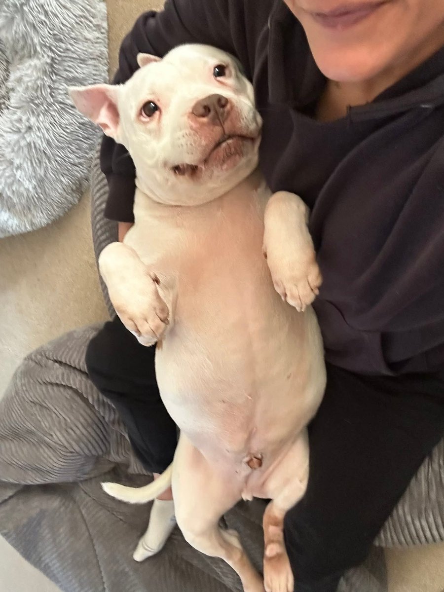 Senior Staffy Club Dog Rescue tweet media