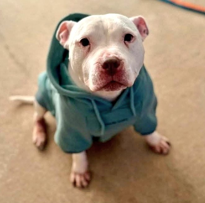 Senior Staffy Club Dog Rescue tweet media