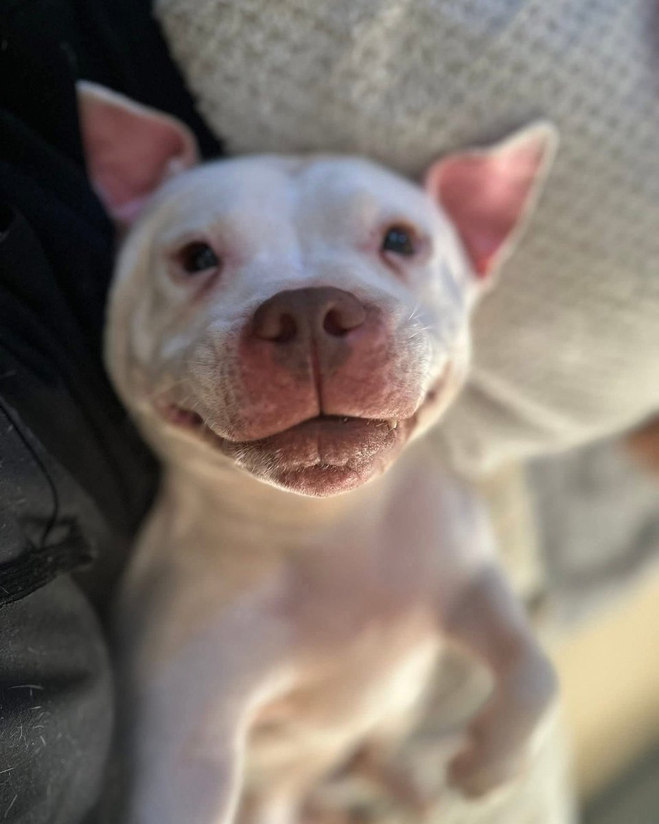 Senior Staffy Club Dog Rescue tweet media