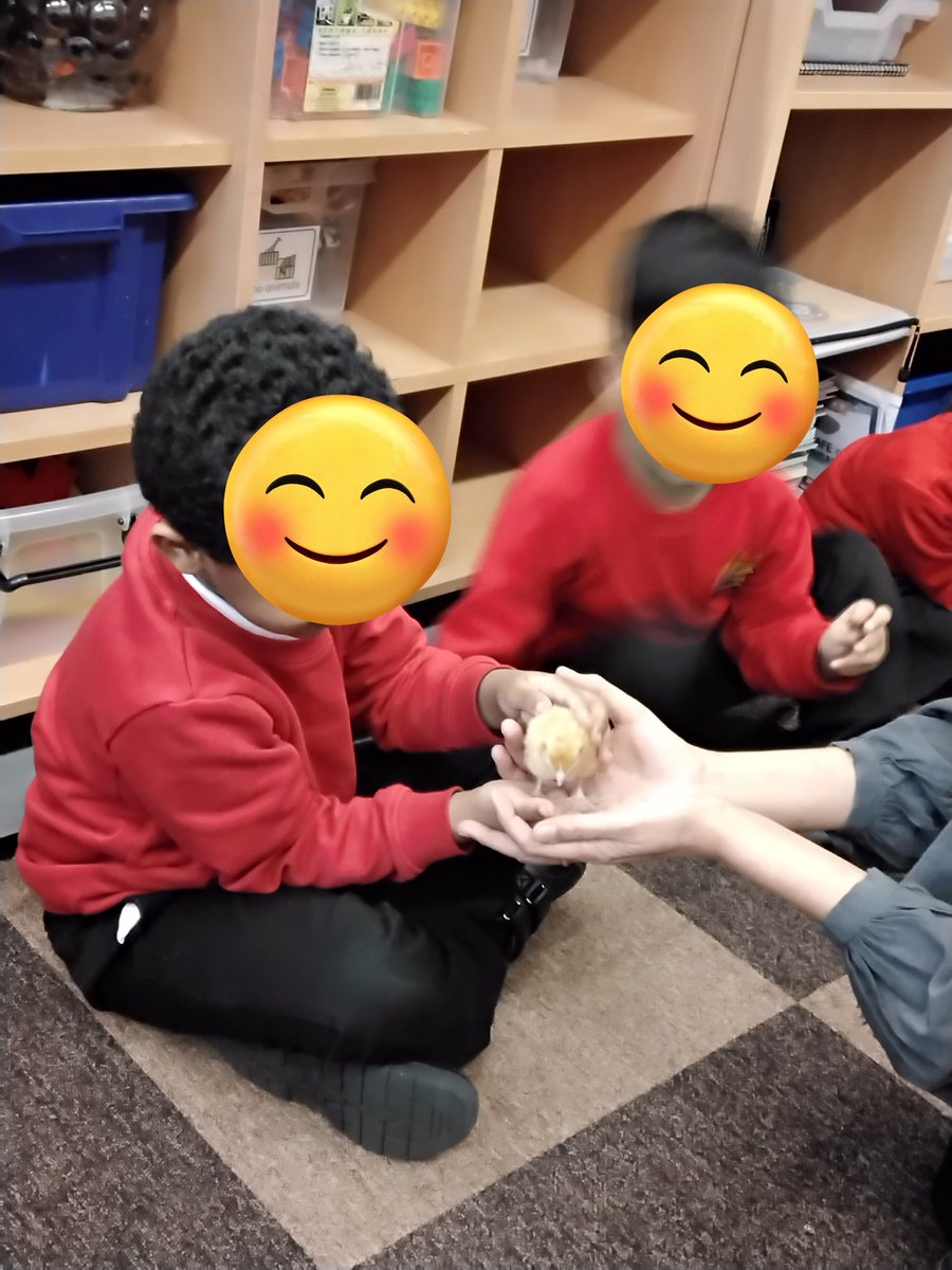 MarlboroughPrim's tweet photo. Nursery have had a special delivery. We are super excited! We have been busy learning the Life Cycle of a Hen #livingeggs #nursery #eyfs #understandingoftheworld https://t.co/cPa21aemvQ