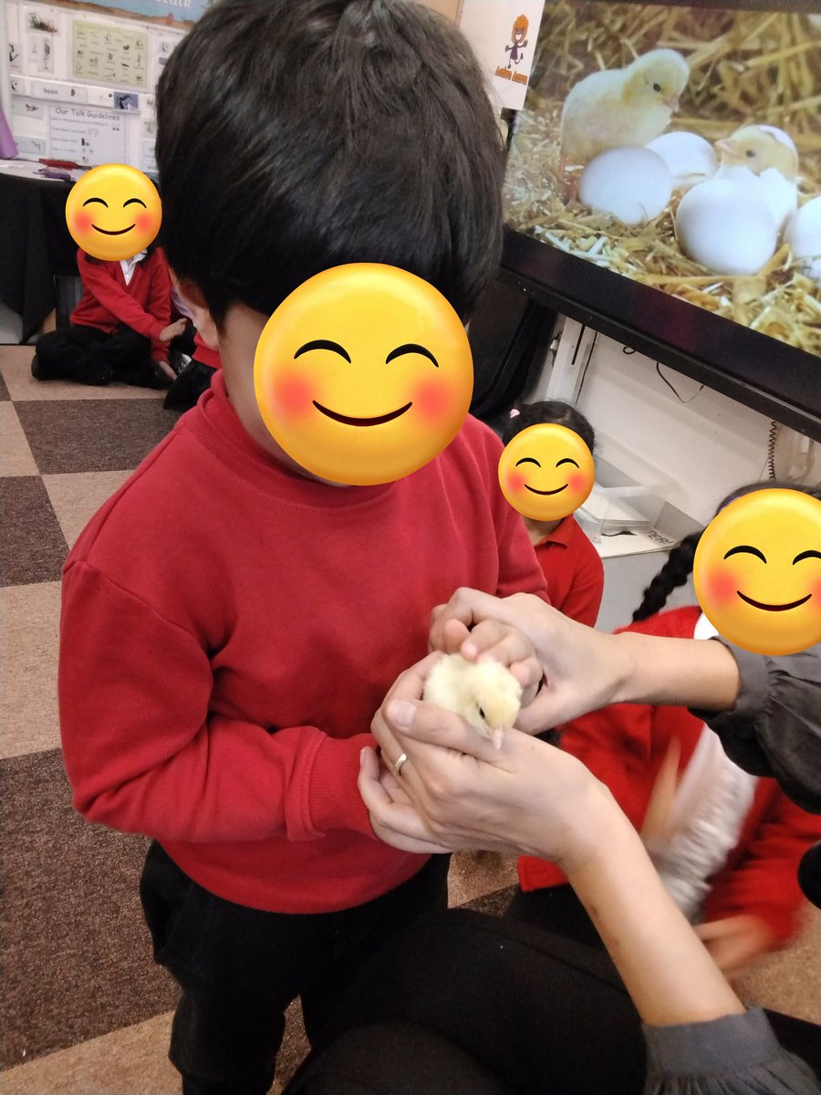MarlboroughPrim's tweet photo. Nursery have had a special delivery. We are super excited! We have been busy learning the Life Cycle of a Hen #livingeggs #nursery #eyfs #understandingoftheworld https://t.co/cPa21aemvQ