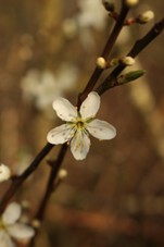 National Plant Monitoring Scheme tweet media