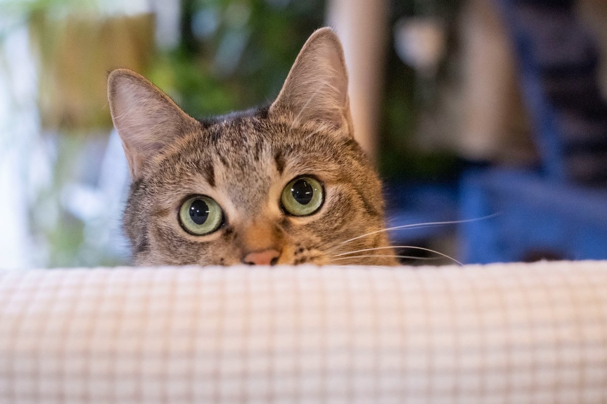 ねこ検定 公式 tweet media