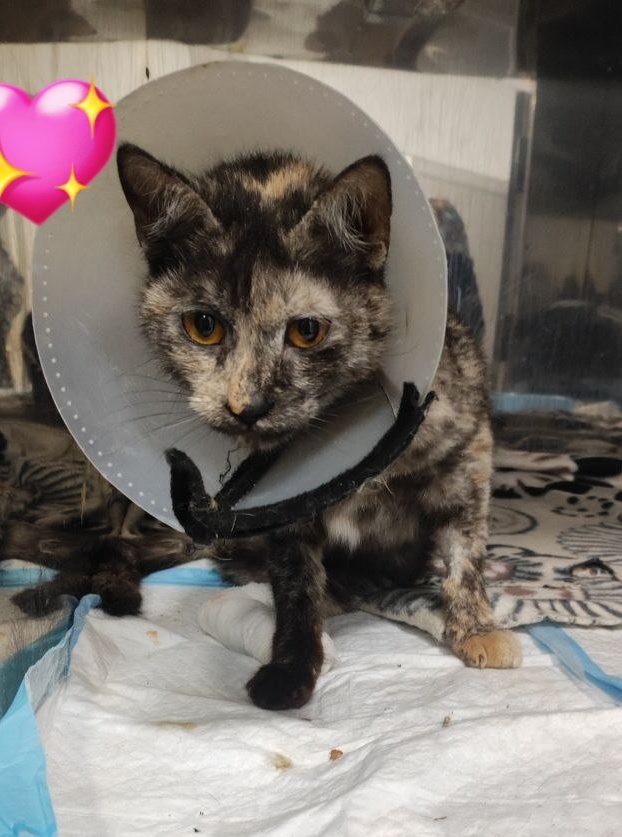 🫟пані киця gone tired🫟 tweet media