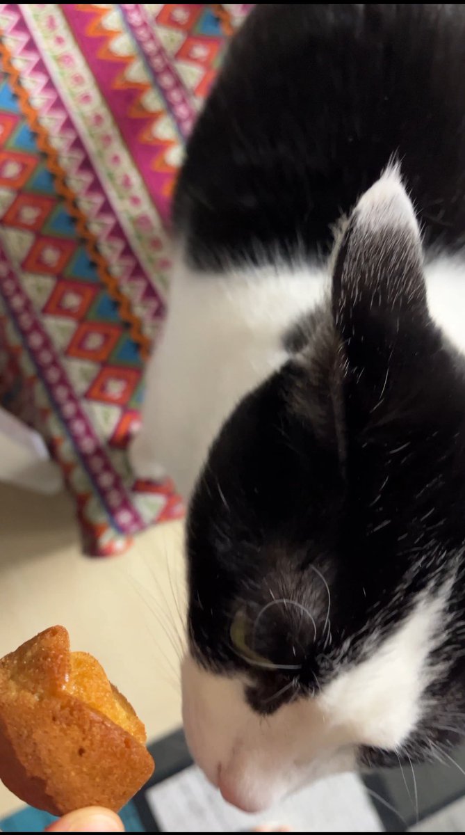 catwithsister's tweet photo. 고는 언니에게 실망했다. https://t.co/0uoi5Bmock