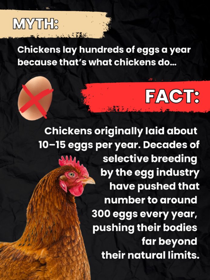 teamveganfta's tweet image. Hens are not egg-laying machines. 🐔 We have bred them to overproduce, which can lead to stress and health problems. 💔

Say NO to eggs 🚫

#eggs #hens #chickens