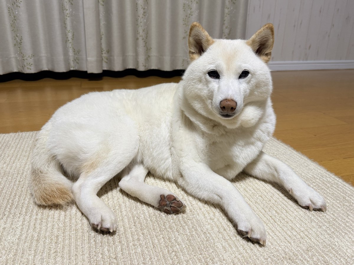 sirosibainu's tweet photo. 床暖でくつろぐ犬 https://t.co/TH9jHSjxQC
